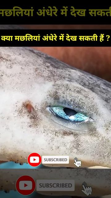 क्या मछलियां अंधेरे में देख सकती हैं || Can Fish See In The Dark || Indra Ke Fact смотреть онлайн