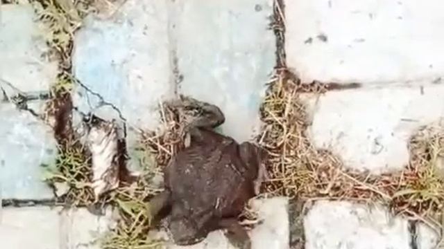 лол смотреть онлайн