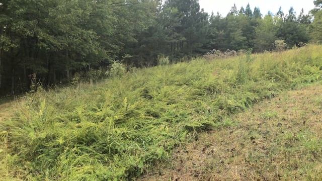 Can the BCS 30” Flail Mower Handle Tall Brush and Grass? смотреть онлайн