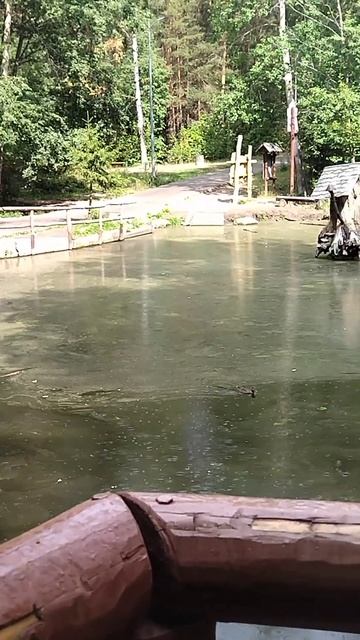 уточка плывёт на зов девочки/the duck sails to a girl’s call смотреть онлайн