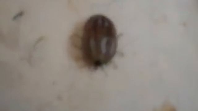 Femelle d'Hyalomma detritum смотреть онлайн