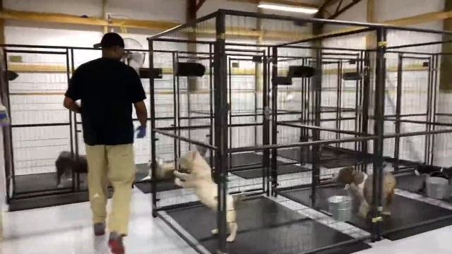 American bully /secret to weight gain смотреть онлайн