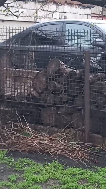 Птички поют,коты гуляют. смотреть онлайн