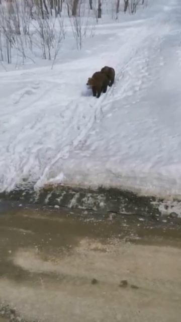 ЗЭТ- наши клиенты ближе к природе. Присылают такие свои видео! #вездеход #болотоход # #завод смотреть онлайн