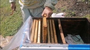 Маточник тихой смены  Пчелы сами меняют матку