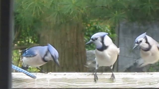 Blue Jays at my Window смотреть онлайн