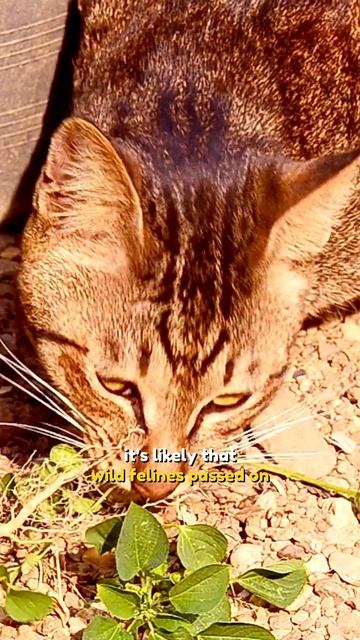 Is it OK for my cat to eat grass? #short #shorts #shortvideo #shortsvideo смотреть онлайн