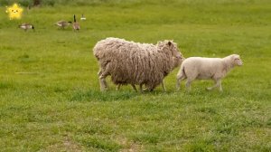 Домашние животные для детей Как говорят животные Корова Лошадь Звуки животных
