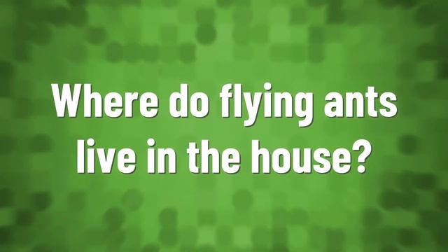 What attracts flying ants into the home? смотреть онлайн