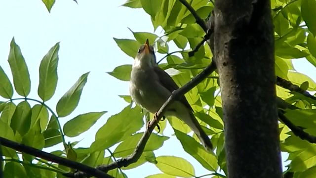 Садовая камышовка 27 05 2018 смотреть онлайн