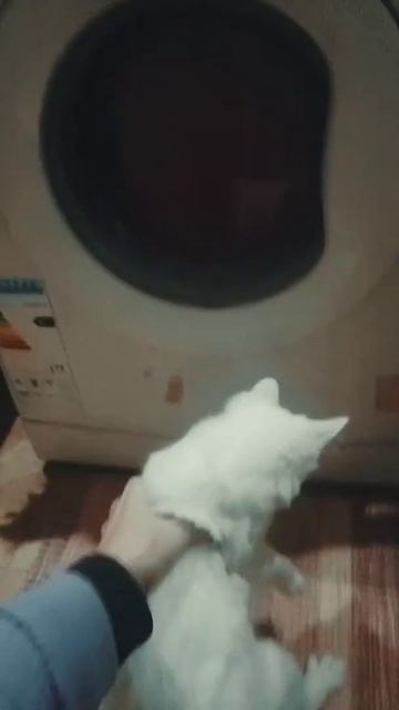 Котенок по имени Айс 🐈 Смешные коты и животные. Кот боится стиральной машины. смотреть онлайн