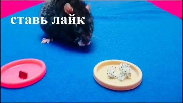 шоколад vs питая смотреть онлайн