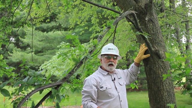 How to Mend a Broken Branch on an Ornamental Tree : Tree Trimming & Care смотреть онлайн