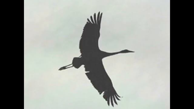 Nina Blyumshayn Zhuravlenok Нина Блюмшайн Журавленок смотреть онлайн