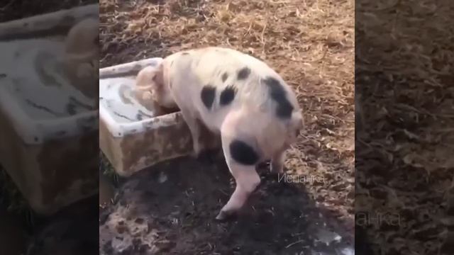 А я пью и писаю... смотреть онлайн