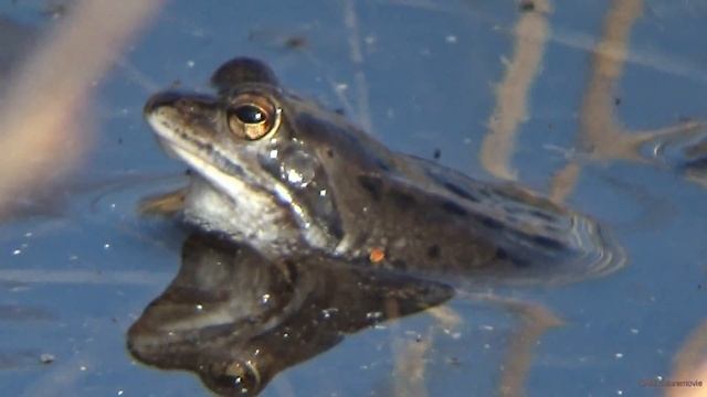 heikikker Rana arvalis moor frog Moorfrosch grenouille des champs смотреть онлайн
