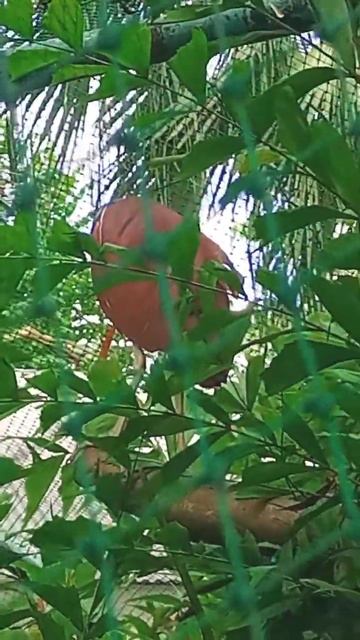 ROFOUS NIGHT HERON #Shorts #mariloucabiles #vlog смотреть онлайн