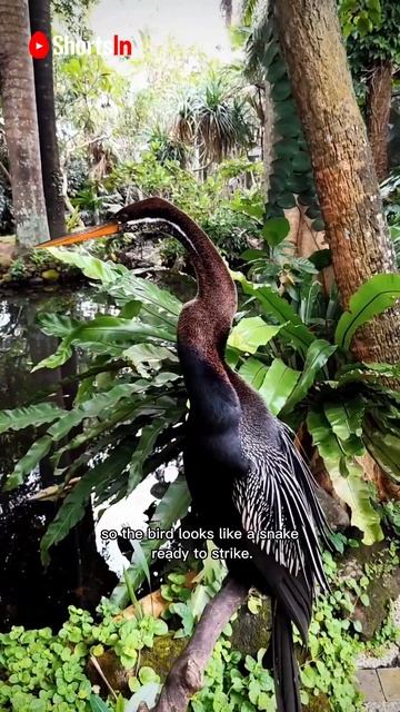 #Shorts The Anhinga bird Sometimes called a snakebird, darter, American darter, or water turkey смотреть онлайн