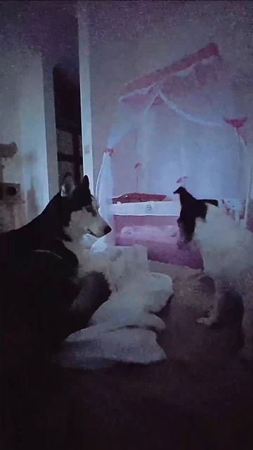 Хрум😂 #животные #собаки #котенок #хаски #собака #беременность #смешные #милые #кошка #коты #смешно смотреть онлайн