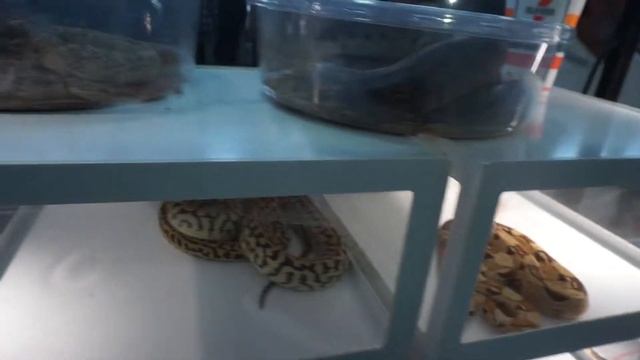 Long Island Reptile Expo (03/13/22) смотреть онлайн