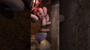 вес поросят в 1 месяц