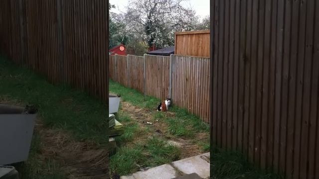 Crazy cat fight ends in Mexican standoff смотреть онлайн