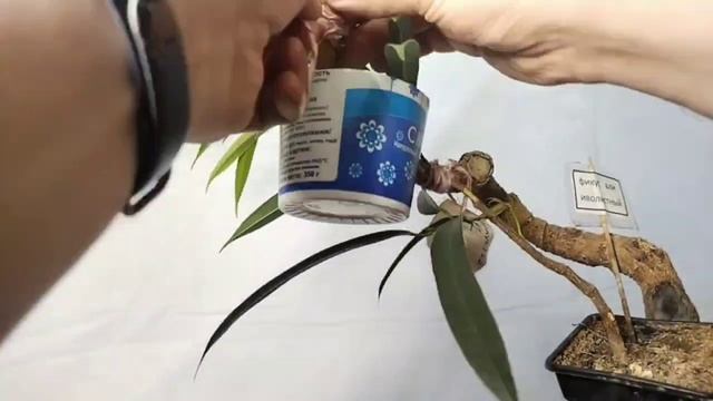 √5 фикус 112 Бенджамина (Бонсай)