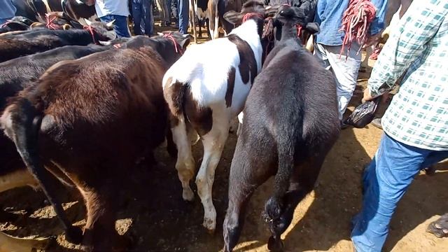 МОЛБОЗОР ХУҶАНД 14 МАЙ Буқаҳо живой вес 42смн,Буқачаҳои нигоҳбори 4000-5000сомона лайк аз шумоен. смотреть онлайн
