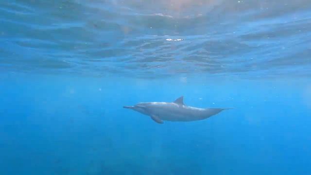 Hawaiian Spinner Dolphins, Hawaiian Spotted Dolphins, and a Beautiful Hawaiian Jelly Fish смотреть онлайн