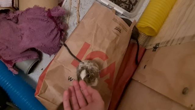 Putting vocal degus Selina, Mona, Grace and Inez back in the cage from the play pen смотреть онлайн