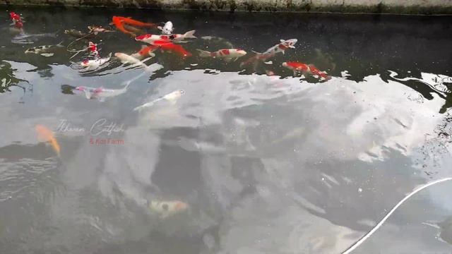 Tips Mengganti Air Kolam Koi Tanpa Filter || Proses merawat ikan koi смотреть онлайн