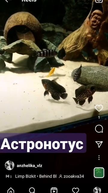 новые жильцы аквариума на 200литр Астронотус (малёк) 😜 смотреть онлайн
