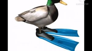 Утка танцует