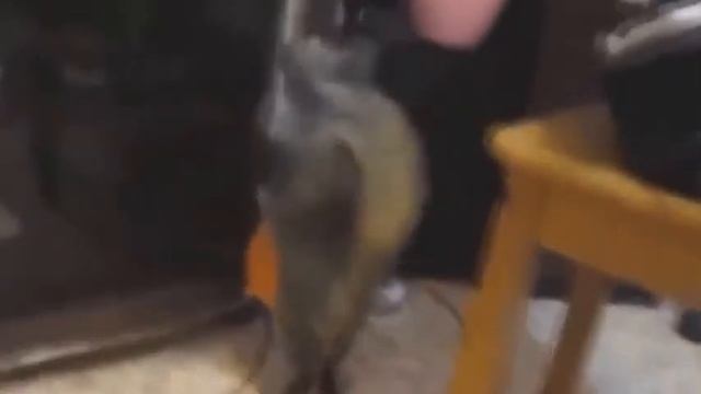 Смешные коты #11 (2015) | Funny cats compilation смотреть онлайн