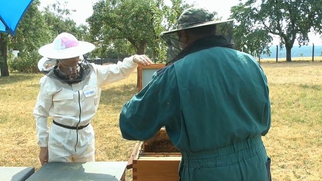 Bee brood during treatment - Thermosolar Hive™ смотреть онлайн