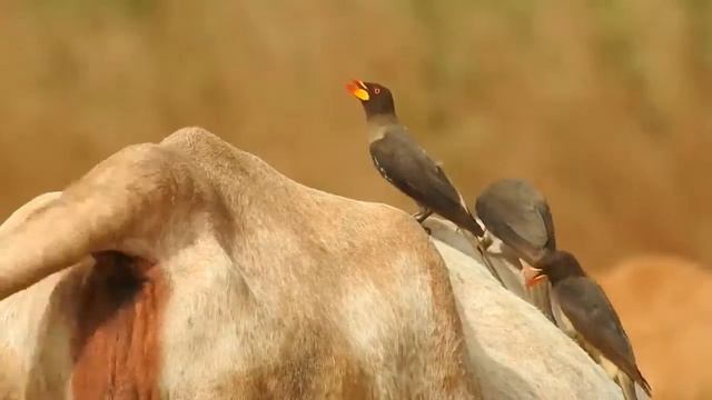 Yellow-billed Oxpecker смотреть онлайн