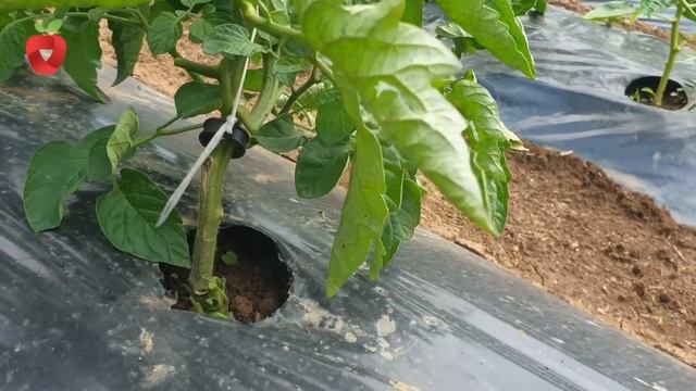 Zašto se uklanjaju listovi na paradajzu? смотреть онлайн