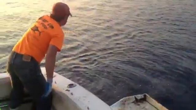 White marlin смотреть онлайн