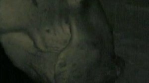 BBC  Ребятам о зверятах S1 E8 480