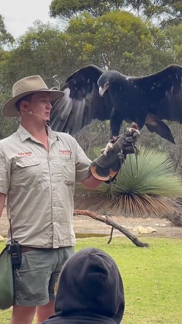 Largest raptor in Australia # Wedge Tailed Eagle смотреть онлайн