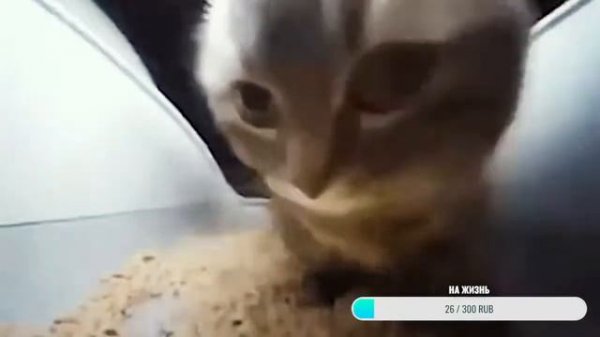 КОТ ФЛЕКСИТ 10 ЧАСОВ| ПОДДЕРЖИТЕ НИЩЕГО