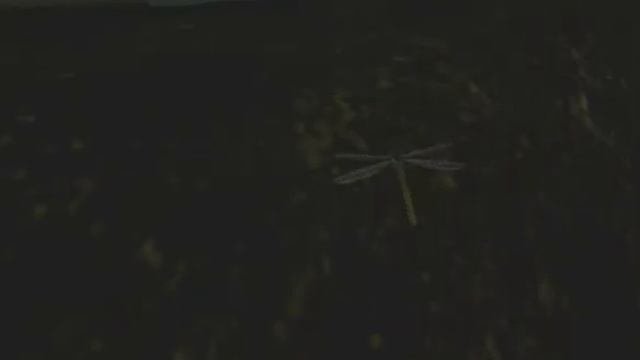 Meganeura смотреть онлайн