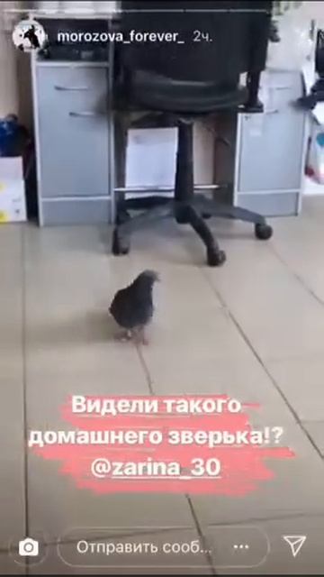 В Астрахани голубь решил воспользоваться услугами парикмахера смотреть онлайн