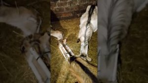 Самовыдаивание коз, козы пьют своё молоко