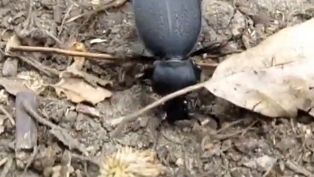 Dezorientált bőrfutrinka támolyog смотреть онлайн