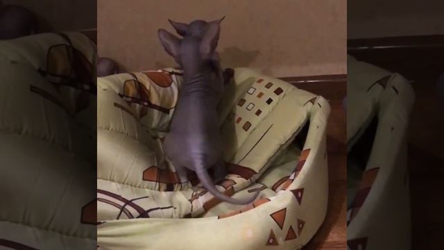 Донские сфинксы котята 1 месяц смотреть онлайн