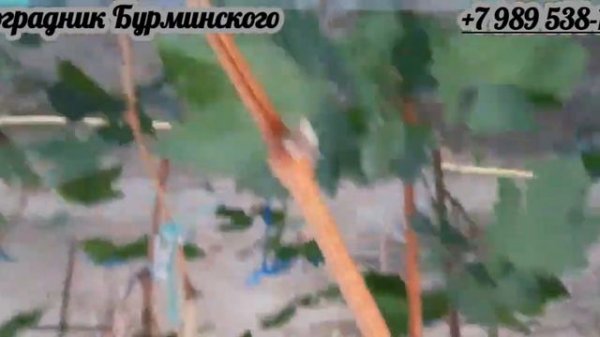 ОСЕННЯЯ ОБРЕЗКА ЖИРОВАВШЕГО ВИНОГРАДНОГО КУСТА.