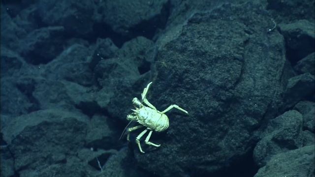 Lau Basin - SRoF 2012 - Q325 Squat lobster смотреть онлайн