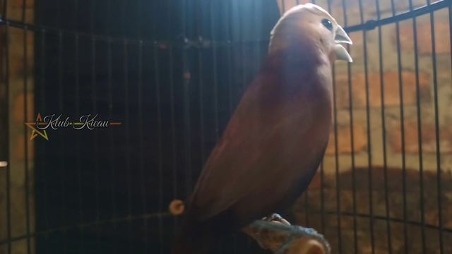 suara burung pipit emprit peking bondol kaji gacor isian ngeroll panjang layaknya kenari 163 смотреть онлайн
