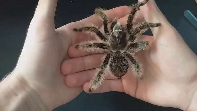 Tliltocatl (ex. Brachypelma) Albopilosus 